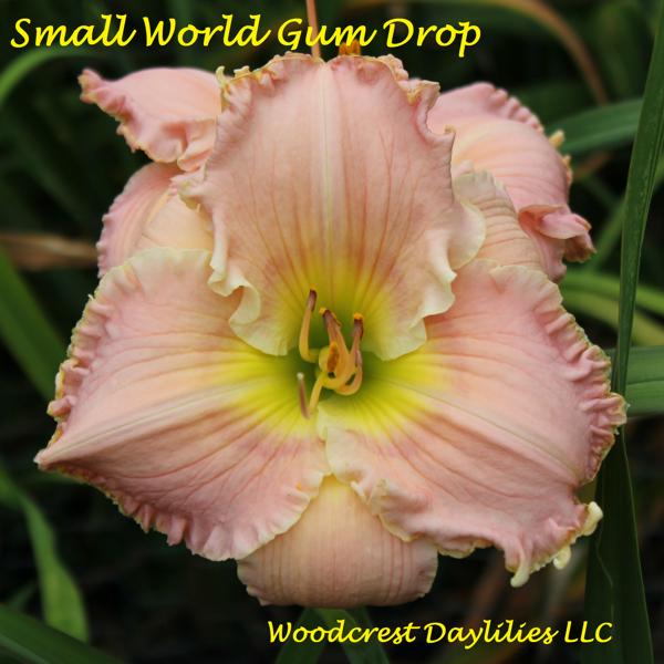 Small_World_Gum_Drop