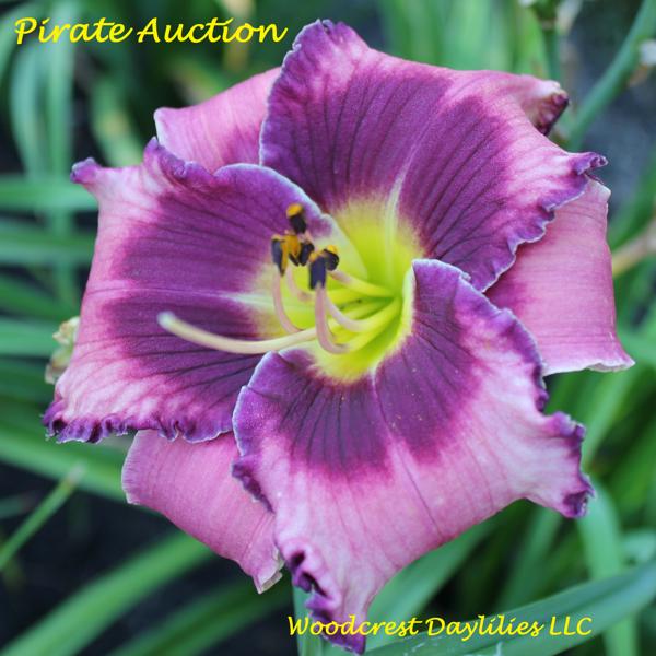 Pirate Auction