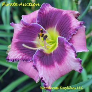 Pirate Auction*