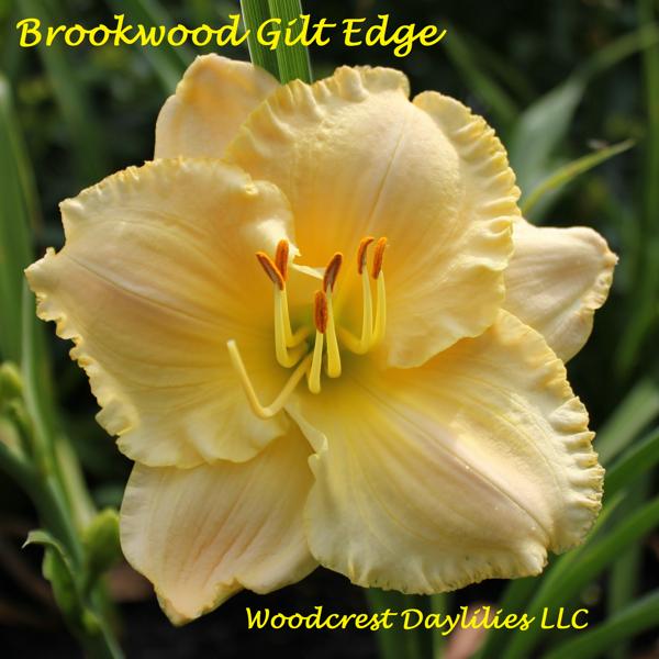 Brookwood Gilt Edge 1