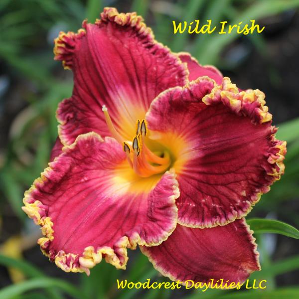 Wild Irish 1