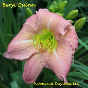 Beryl Quinn