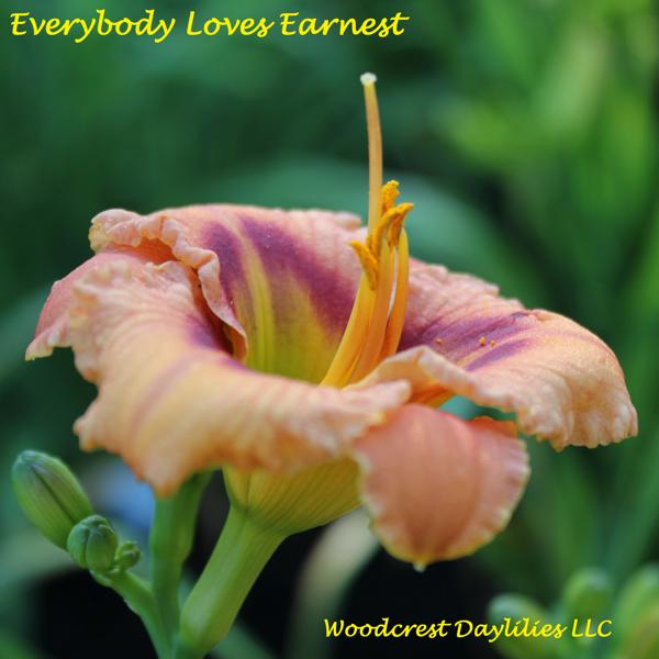 Everybody Loves Earnest 1