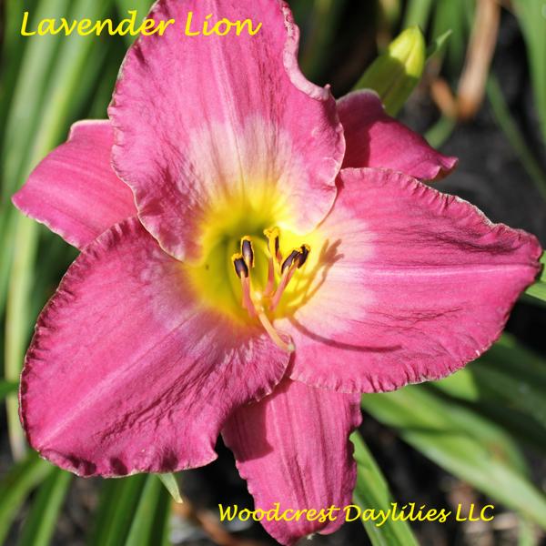 Lavender Lion 1