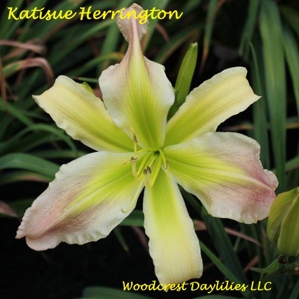 Katisue Herrington