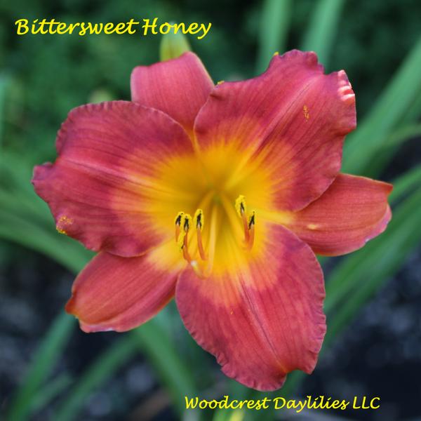 Bittersweet Honey (1)