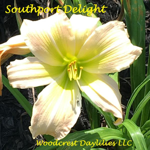 Southport Delight