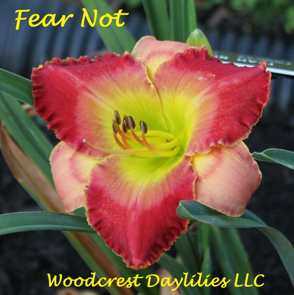 Fear Not