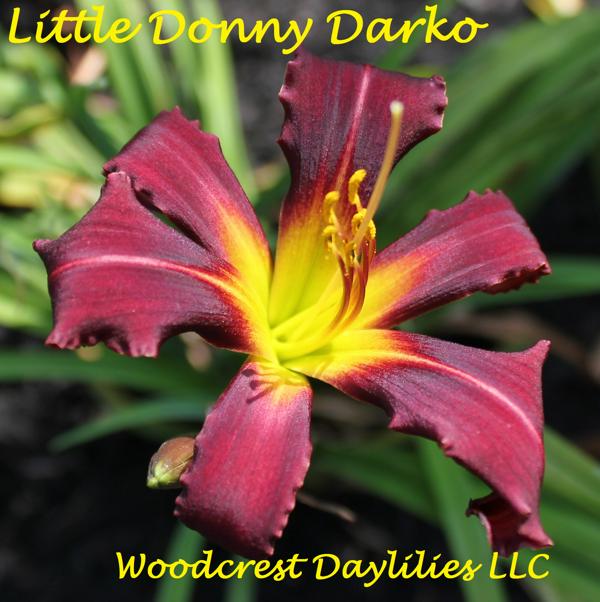 Little Donny Darko
