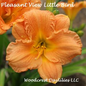 Pleasant View Little Bird