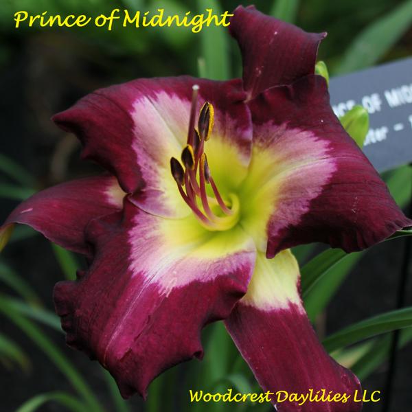 Prince of Midnight (2)