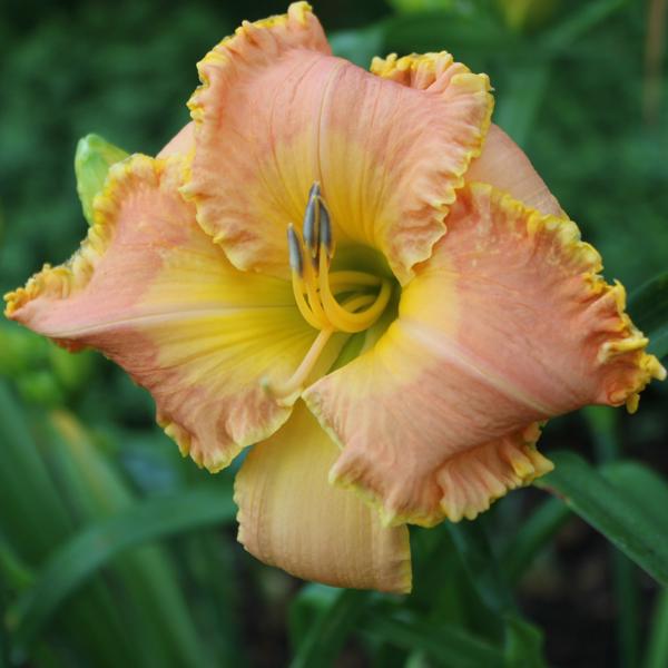 Sun Kissed Ruffles