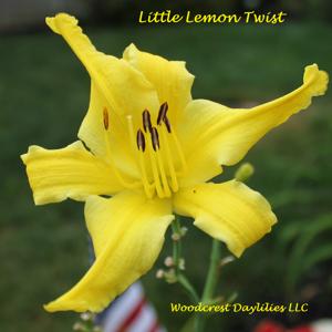 Little Lemon Twist