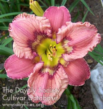 ElizabethanFantasia_1542754078