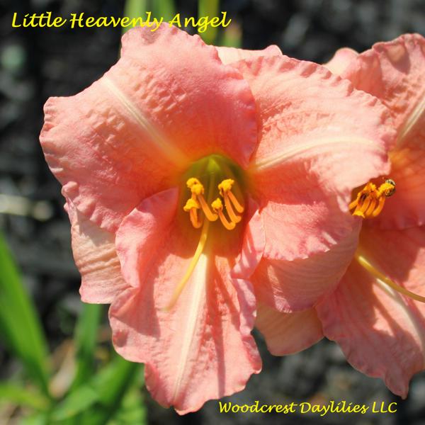 Little Heavenly Angel (2)