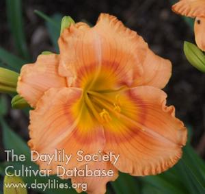 Ruffled Sunburst