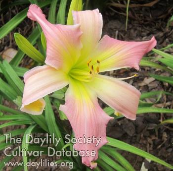 Easter_Pink_1660669080