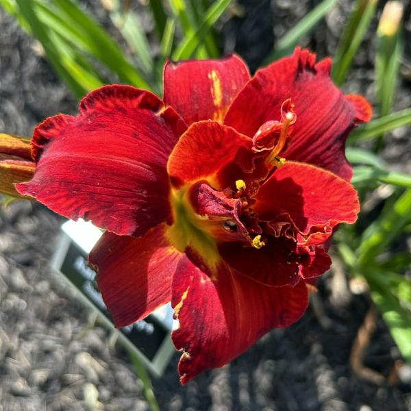 Kat_Nenninger_1660669298