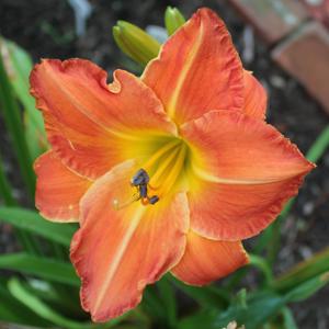(South Seas x Mary's Gold) Jane's OK Sunset 2