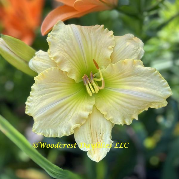 Bright_Sundancer_2005