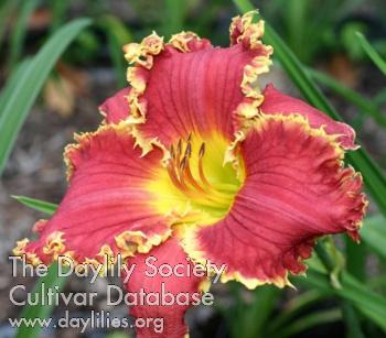 ThornyDevil_1522077246