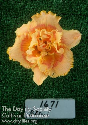 Topguns Natchez Sunrise*