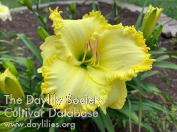 Yellow_Opulence_1722699242