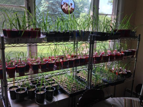 Time to plant the seedlings!